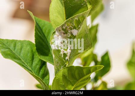 Pseudococcidae, Mealybugs sur la face inférieure d'une feuille d'arbre de citron Banque D'Images