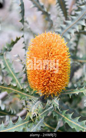 Gros plan de l'inflorescence orange et des feuilles vertes grises de la Banksia d'Acorn, des prionotes de Banksia, famille des Proteaceae. Originaire de la côte ouest de l'Australie occidentale Banque D'Images