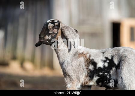 Petit portrait de chèvre de boer sud-africain sur la nature Banque D'Images