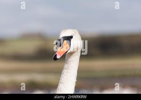 Étude tête et cou d'un cygne muet (Cygnus olor) montrant son bec orange et son grand bouton basal. Banque D'Images