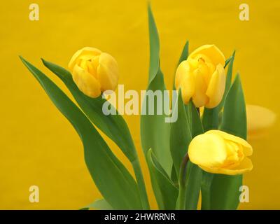 Tulipes jaunes sur fond jaune. Bouquet de fleurs jaunes. Mars 8. Banque D'Images