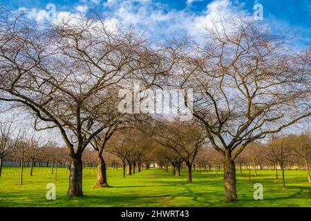 Grande vue sur l'avenue populaire des cerisiers ornementaux japonais sans feuilles (Prunus serrulata) dans le célèbre jardin du palais de Schwetzingen... Banque D'Images