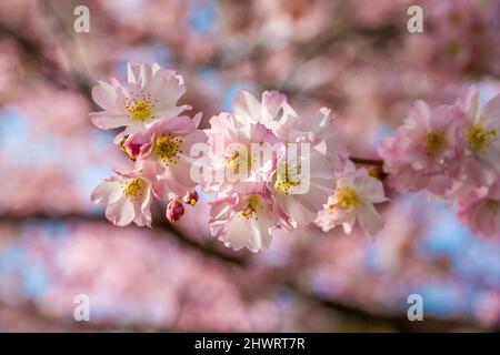 Belle vue rapprochée des cerisiers en fleurs ornementales japonais (Prunus serrulata) sur une branche au printemps dans le célèbre jardin du palais de Schwetzingen,... Banque D'Images