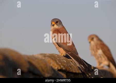 Lesser Kestrel, Calera y Chozas, Espagne, avril 2017 Banque D'Images