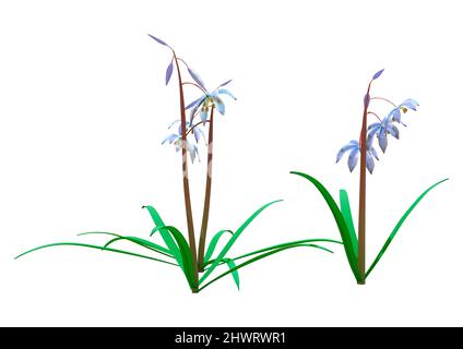 3D rendu de fleurs de scilla siberica ou de calmar sibérien ou de calmar de bois isolées sur fond blanc Banque D'Images