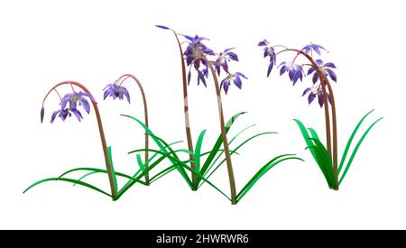 3D rendu de fleurs de scilla siberica ou de calmar sibérien ou de calmar de bois isolées sur fond blanc Banque D'Images