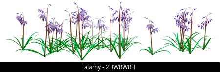 3D rendu de fleurs de scilla siberica ou de calmar sibérien ou de calmar de bois isolées sur fond blanc Banque D'Images