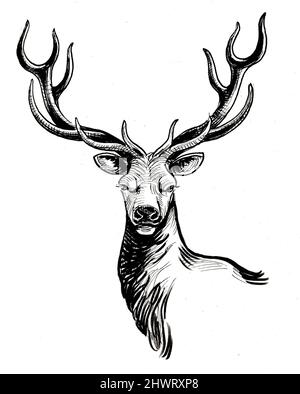Tête de cerf de cerf. Dessin noir et blanc Banque D'Images