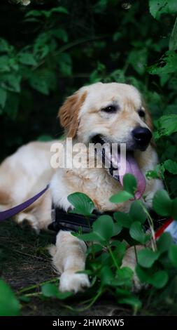 photo verticale d'un joli chien golden retriever avec la langue en place dans les buissons entourés de feuilles vert foncé Banque D'Images