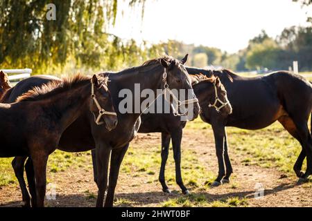 Troupeau de chevaux en pâturage. Mare avec foal debout au paddock. Pur-sang dans une ferme animale Banque D'Images