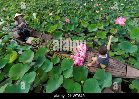 Vue de dessus de garçon vietnamien jouant avec maman sur le bateau traditionnel en bois quand le rembourrage pour garder le Lotus rose dans le grand lac à thap muoi, dong t Banque D'Images