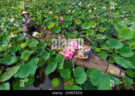 Vue de dessus de garçon vietnamien jouant avec maman sur le bateau traditionnel en bois quand le rembourrage pour garder le Lotus rose dans le grand lac à thap muoi, dong t Banque D'Images