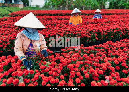 Les gens récoltent des fleurs dans la ville de sa Dec, province de Dong Thap, au Vietnam Banque D'Images