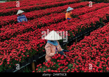 Les gens récoltent des fleurs dans la ville de sa Dec, province de Dong Thap, au Vietnam Banque D'Images