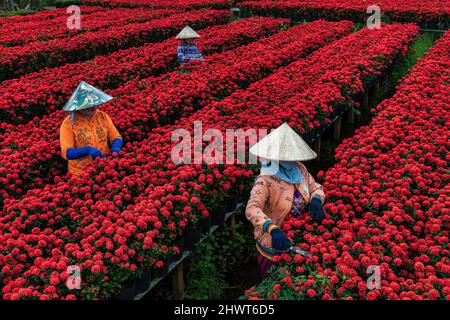 Les gens récoltent des fleurs dans la ville de sa Dec, province de Dong Thap, au Vietnam Banque D'Images