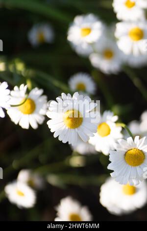 Fleur complète de camomille fleurs camomille. Banque D'Images