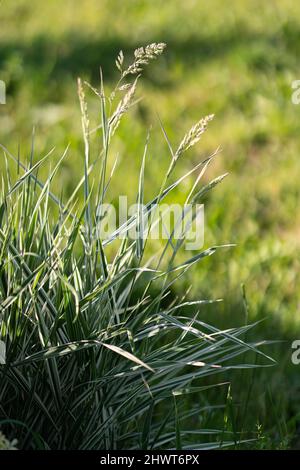 Herbe verte rayée lisière de glace Variegated Carex morrowii, foliosissima avec des gouttes. Pelouse décorative longue, vergreen avec blanc et vert str Banque D'Images