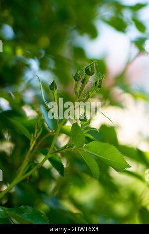 Araignées sur les roses. Maladies des plantes. Banque D'Images