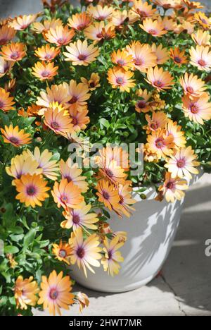 fleurs d'ostéospermum ou de dimorphotheca de pêche légère dans le lit à fleurs, fleurs de pêche légères Banque D'Images