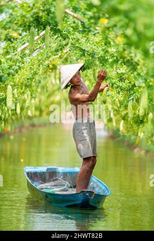 Vieil homme vietnamien récolte une grande gourde amère ou concombre amer accroché sur une clôture en bois dans une ferme au soleil. Photo d'arrière-plan verte Banque D'Images