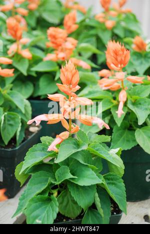 Orange clair Salvia splendens, plantes de pot de fleur pourpre dans le pot noir Banque D'Images