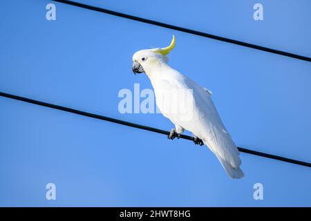 Un oiseau de Cockatoo debout sur un fil de fer Banque D'Images