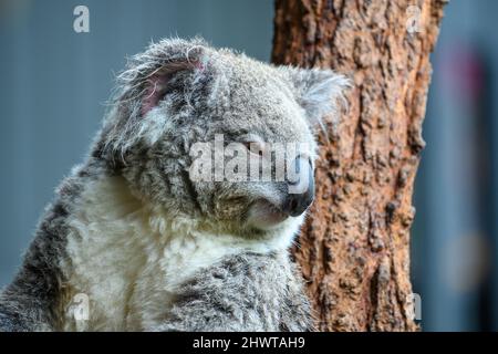 Koala assis dans un arbre Banque D'Images