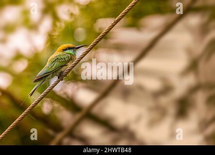 L'abeille verte repose sur un fil Banque D'Images