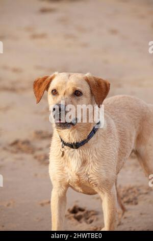 Un jeune chien Labrador Retriever à l'air vif Banque D'Images