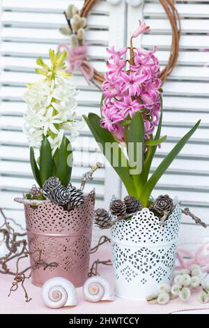 fleurs en jacinthe rose et blanche dans des vases comme décoration florale romantique Banque D'Images