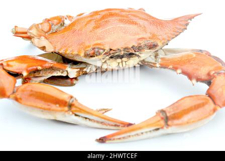 Crabe rouge vapeur isolé sur fond blanc Banque D'Images