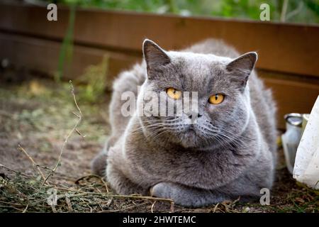 Un joli chat pyjashort britannique se trouve sur le sol et regarde la caméra. Banque D'Images