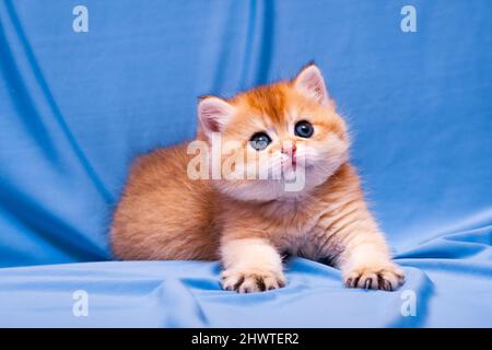 Un petit chaton britannique aux cheveux rouges se trouve sur un fond bleu avec ses pattes étirées vers l'avant et regarde loin. Banque D'Images