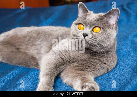 Chat aux yeux orange, chat britannique de couleur bleue couché sur le canapé et regardant dans la distance Banque D'Images