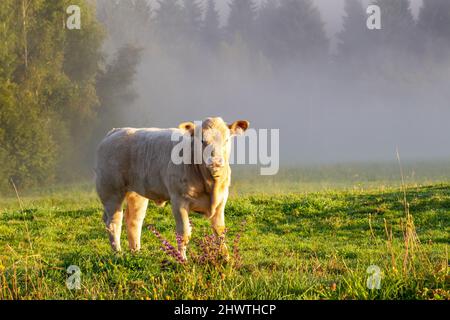 Jeune taureau sur un pré à un matin brumeux. Banque D'Images