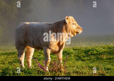 Jeune taureau sur un pré à un matin brumeux. Banque D'Images