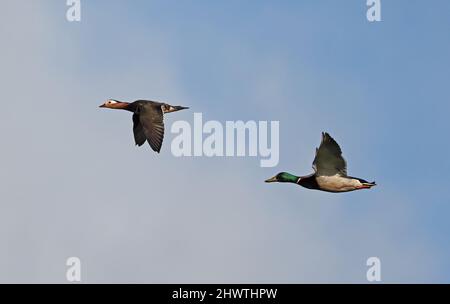 Mandarin Duck (Aix galericulata) et Mallard (Anas platyrhynchos) adultes mâles en vol Eccles-on-Sea, Norfolk, Royaume-Uni Mai Banque D'Images