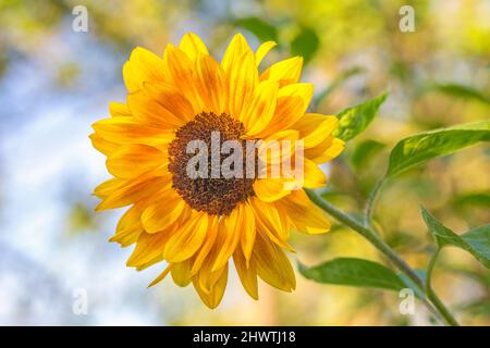 Tournesol en gros plan sur un arrière-plan flou dans un jardin par temps ensoleillé. Banque D'Images