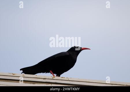 Gout rouge Pyrrhocorax pyrrhocorax barbarus. El Paso. La Palma. Îles Canaries. Espagne. Banque D'Images