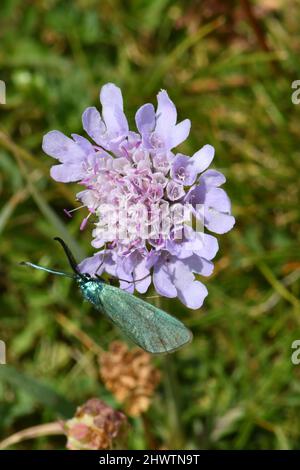 Les statices d'Adscita, famille des Progridinae, Zygaenidae espèce, battant jour, ailes vertes/bleues avec anttennae à clume, s'installent sur un champ scabieux Banque D'Images