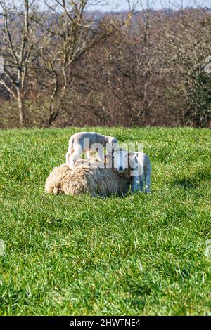 Agneaux qui vident avec leur mère au soleil du printemps Banque D'Images