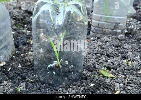 Jeunes plants de maïs-Sweetcorn protégés par des cloches en plastique contre les oiseaux et d'autres organismes nuisibles sur une allotissement dans le Somerset. Banque D'Images