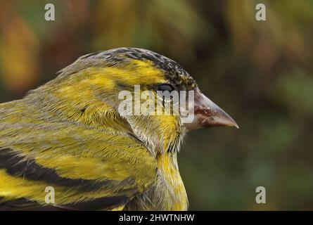 Vue rapprochée de Siskin eurasien (Spinus spinus) de la tête d'Eccles-on-Sea mâle, Norfolk, Royaume-Uni Novembre Banque D'Images