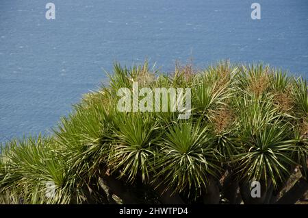 Canopée d'un dragon des îles Canaries Dracaena draco. Buracas. Garafia. La Palma. Îles Canaries. Espagne. Banque D'Images