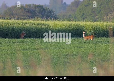 Dinde d'eau chinoise (Hydropotes inermis) paire d'adultes debout au bord de la culture Eccles-on-Sea, Norfolk, Royaume-Uni Juin Banque D'Images