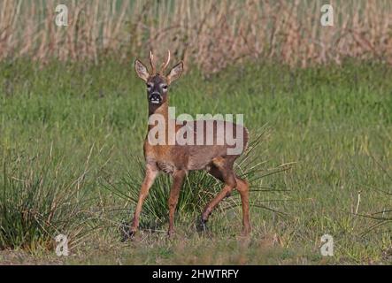 Cerf de Virginie occidentale (Capranolus capranolus) buck adulte debout sur un pâturage brut Eccles-on-Sea, Norfolk, Royaume-Uni Mai Banque D'Images