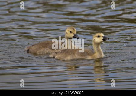 Détail de deux oisons de la Bernache du Canada (Branta canadensis) qui nagent rapidement en ligne Banque D'Images