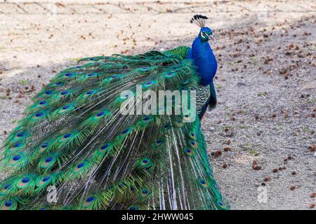 Magnifique oiseau de paon coloré.Le paon a une queue étirée.Il y a des yeux de couleur sur la queue. Banque D'Images