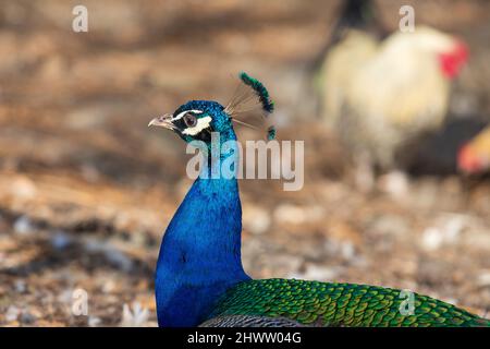 Portrait d'une tête d'oiseau de paon colorée. Le paon a une couronne sur sa tête. Banque D'Images