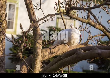 Paon blanc assis sur un magnolia Banque D'Images